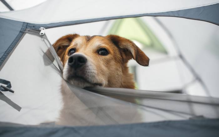 Jeder Campingplatz wird dem Vierbeiner gefallen. (Foto: shutterstock - Pawle)