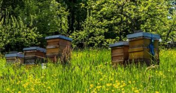 Kulinarische Vielfalt: Entdecken Sie Wein, Grünkern und Bienenprodukte im "Lieblichen (Foto: AdobeStock - Anna 433409810)